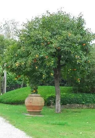 مزرعة للإقامة Venicegreen Agriresort *